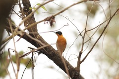 Cossypha niveicapilla