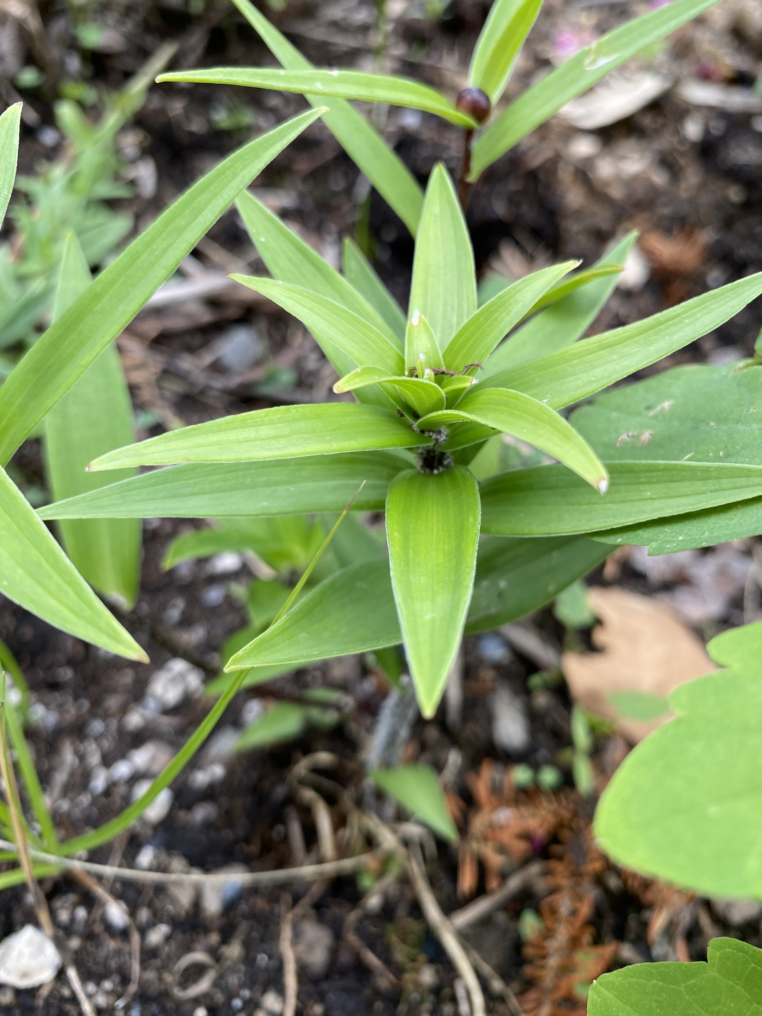 Lilium lancifolium