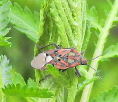 Spilostethus pandurus elegans