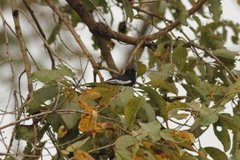 Melaniparus guineensis