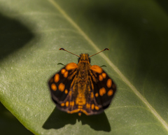 Metisella metis paris