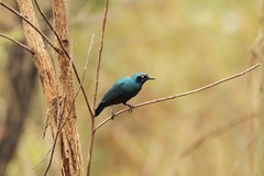 Lamprotornis chloropterus