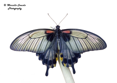 Papilio lowii