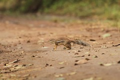 Euxerus erythropus