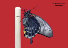 Papilio lowii