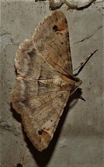 Syneora hemeropa
