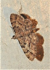 Gymnoscelis lophopus