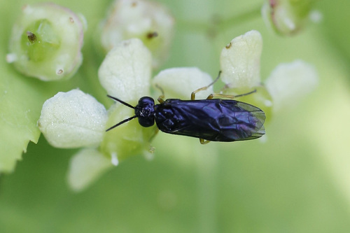Moss Sawfly