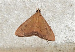 Hyalobathra crenulata