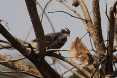 Emberiza cabanisi