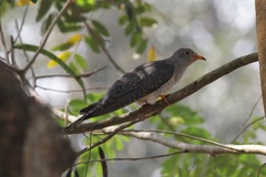 Cuculus gularis