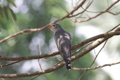 Cuculus gularis