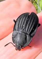 Silpha punctulata