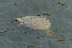 Crowned River Turtle photo 4