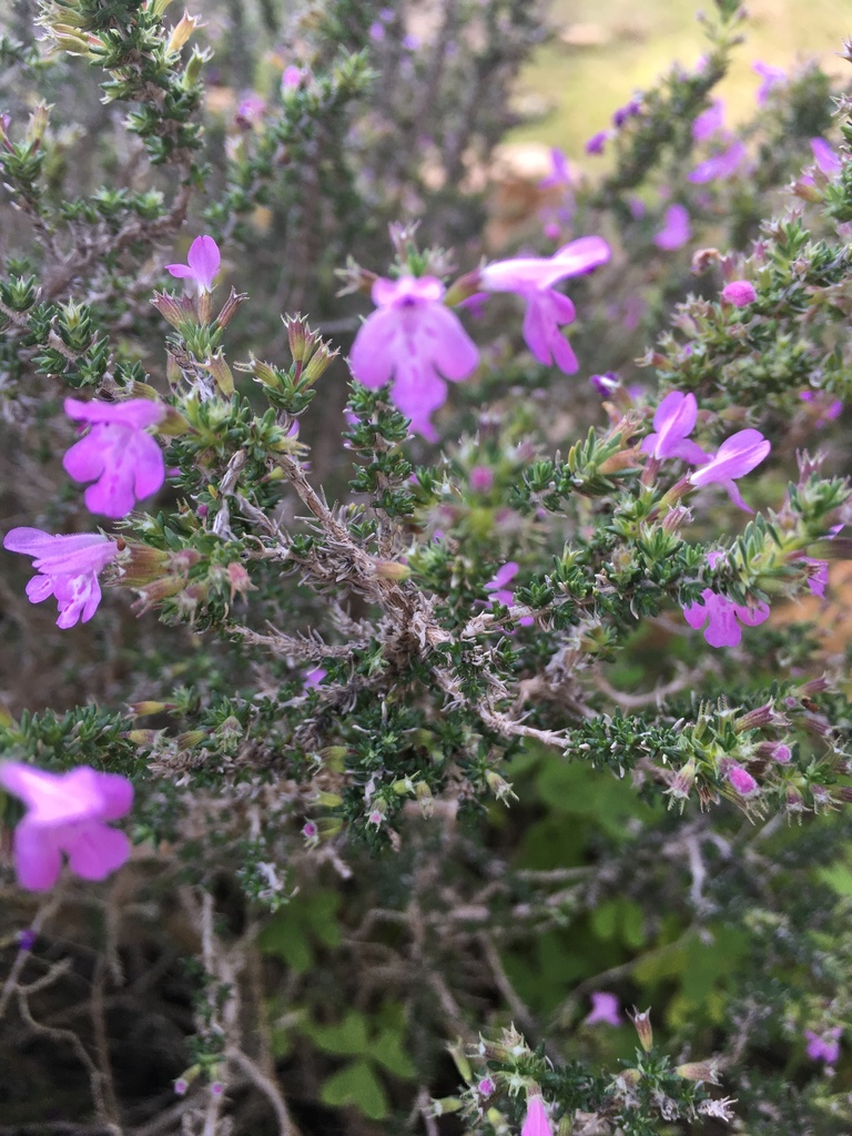 Scentless Whitweed