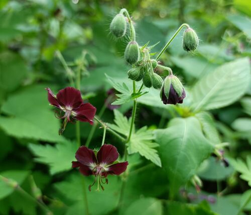 Dusky Crane's-bill
