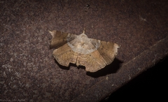 Esthlodora versicolor