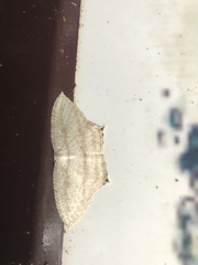 Acropteris ciniferaria