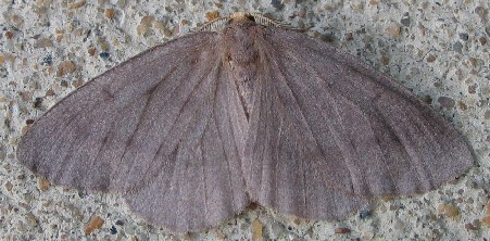 Lambdina pellucidaria (Grote & Robinson, 1867)