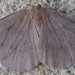 Yellow-headed Looper Moth - Photo (c) Brent Steury, some rights reserved (CC BY-NC), uploaded by Brent Steury