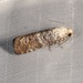 Ponderosa Pine Caterpillar Moth - Photo (c) Laura Gaudette, some rights reserved (CC BY), uploaded by Laura Gaudette