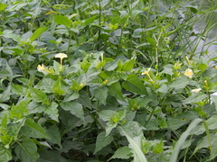 Mirabilis odorata