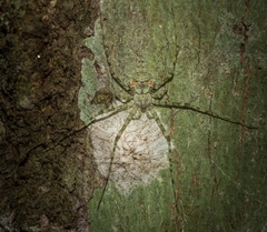 Tamopsis tweedensis