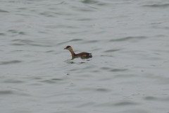 Tachybaptus ruficollis