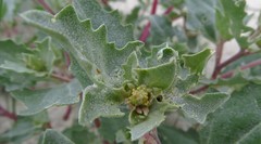 Atriplex laciniata