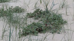 Atriplex laciniata