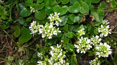 Cochlearia officinalis
