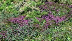 Erica cinerea