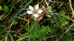 Erodium lebelii