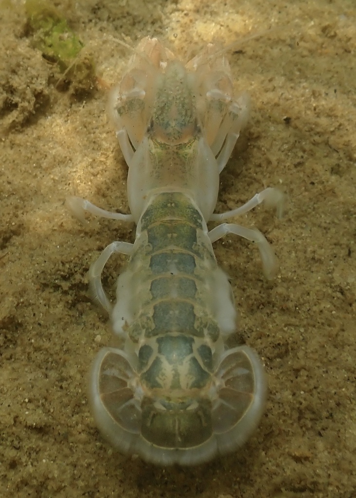 coastal mud shrimp