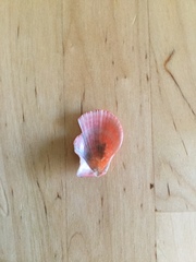 Talochlamys multistriata