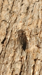 Myopsalta mackinlayi