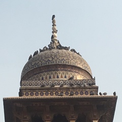 Columba livia domestica