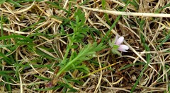 Erodium lebelii