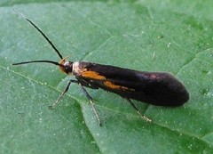 Mathildana newmanella