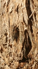 Myopsalta mackinlayi