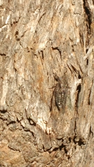 Myopsalta mackinlayi