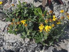 Senecio arniciflorus