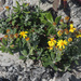 Coast Ragwort - Photo (c) Felix Riegel, some rights reserved (CC BY-NC), uploaded by Felix Riegel