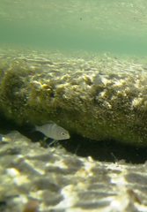 Acanthopagrus morrisonae