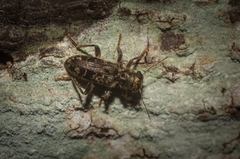 Stigmatium mastersii