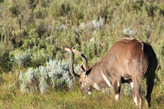 Tragelaphus buxtoni