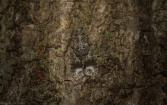 Polylopha epidesma