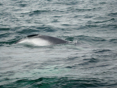 Balaenoptera