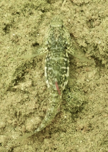 Seaboard goby (Gobiosoma ginsburgi) — Gobiidae — 4