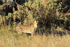 Leptailurus serval